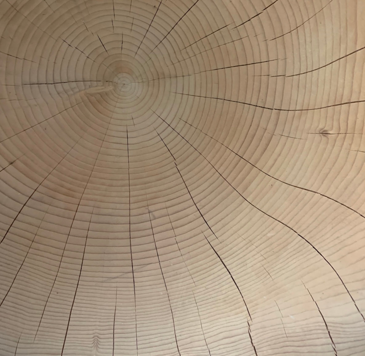 Aromatic Lenabese Cedar Chair by Terry Dwan (stationary)